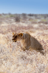 View of big female lion