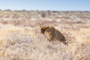View of big female lion