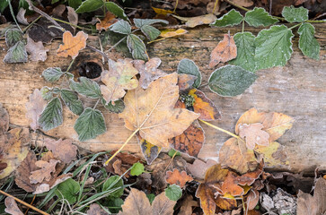 Frozen maple leaves on the forest ground during winter, top view from above