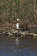View of a great egret bird