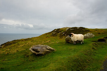 Slieve League Goat, Ireland