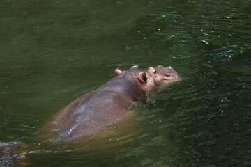 Close up head The Big hippopotamus is float in river