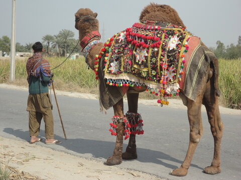 Decorated camel with his owner is walking on the highway going toward unknow destination