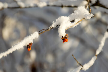 elegant silver outfit of the beginning of winter covered with trees, red berries on a tree branch,...