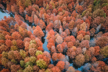 Aerial photography of the redwood forest in the river in autumn