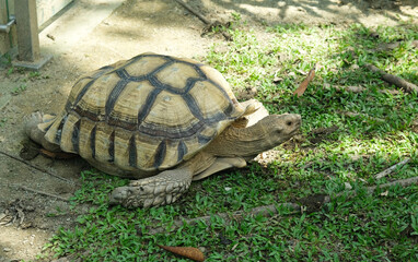 Fototapeta premium A picture of African Spurred Tortoise on the grass. Endangered animal and near to extinction