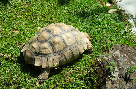 Selective focus picture of African Spurred Tortoise at the grass.