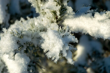 Frost covered branches of pine tree in winter fog through which morning sunlight penetrates, elegant silver clothing