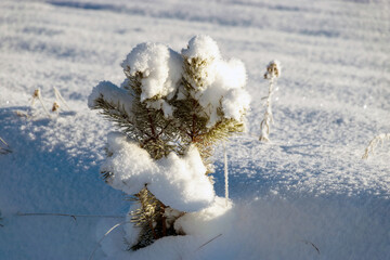 Frost covered branches of pine tree in winter fog through which morning sunlight penetrates, elegant silver clothing