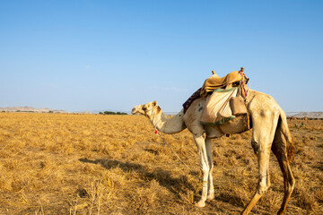 camels 