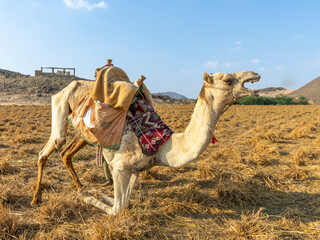 camels 