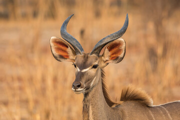 Kudu