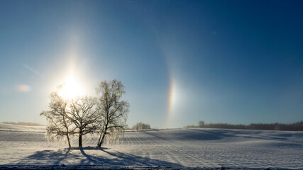 Halo effect on a winter morning. Sunny and shining light, cold weather, very frosty winter day, trees and grass covered with white frost. Fantastic sun halo in the blue sky - obrazy, fototapety, plakaty
