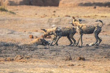 Wildhund, Hyäne