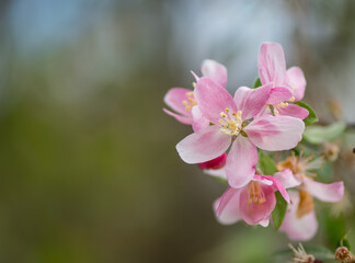 Crabapple Flower and Copy Space