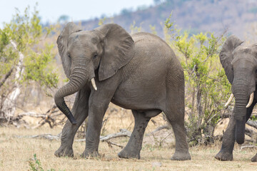 Obraz na płótnie Canvas Elefant