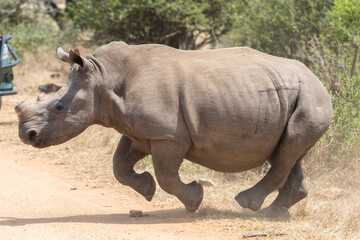 Naklejka premium Nashorn