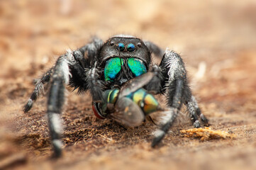 close up of a spider