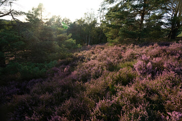 Heather flowers in Germany. They usually bloom in september!