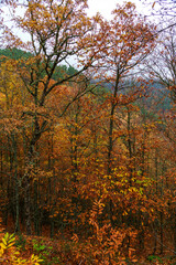 Fototapeta premium hillside of trees showing autumn colours