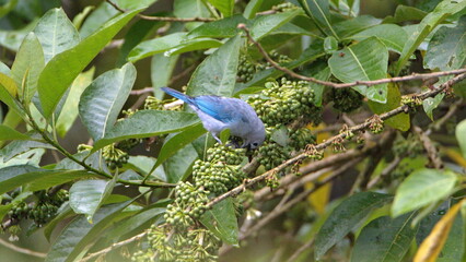 Blue-gray tanager (Thraupis episcopus) eating fruit on a bush in Mindo, Ecuador