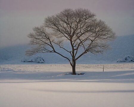A lone tree in the middle of a snow-covered field under the soft light of winter