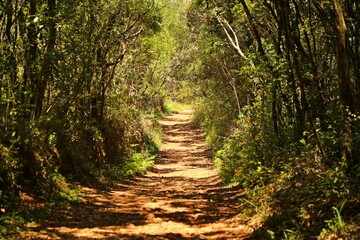 Green tunnel with trail  in the middle of the Atlantic Forest in the region of Caraça, Minas Gerais.