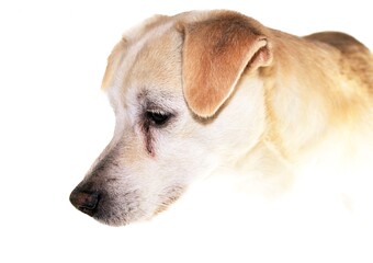 portrait of a dog, mixed breed of Jack Russell