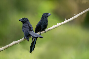 A Smooth-billed Ani at Pouso Alegre Lodge, Northern Pantanal, Mato Grosso State, Brazil