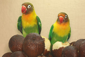 Fototapeta na wymiar A pair of lovebirds are perched in the snakefruits group. This bird which is used as a symbol of true love has the scientific name Agapornis fischeri.