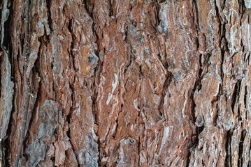 old wood texture