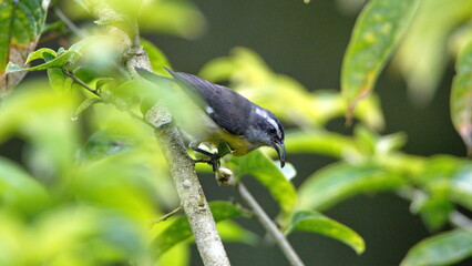 Bananaquit (Coereba flaveola) foraging in a tree in Mindo, Ecuador