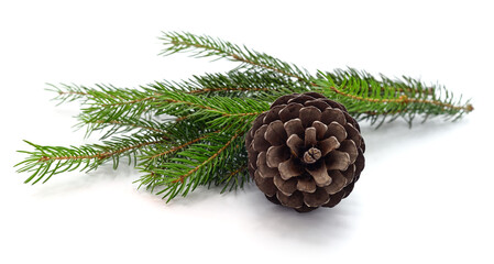 Fototapeta premium Cone and christmas tree.