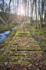 Broken wooden bridge in a swamp forest, selective focus.