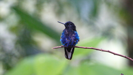 Velvet Purple Coronet (Boissonneaua jardini) hummingbird perched on a twig in Mindo, Ecuador