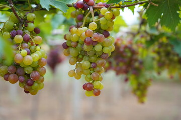 ripe grapes hanging in a vineyard 