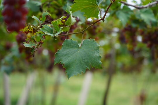 closeup picture of green leaf of a grape in a vineyard 