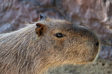 Capybara lying on grass ground / Sleeping capybaras on summer day in the capybara farm