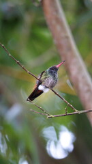 Rufous-tailed hummingbird (Amazilia Tzatcl) perched on a twig in Mindo, Ecuador