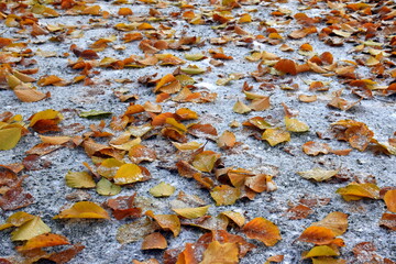 Herbstlaub auf gefrorenem Boden