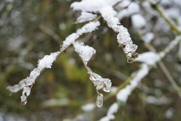 Pflanzenzweige mit Eiszapfen im Garten bei Schnee am Nachmittag im Winter