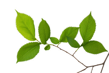 a tree branch with green leaves isolated on a white background