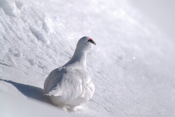 a Rock Ptarmigan, lagopus muta,  male on the snow capped alps at a sunny winter day