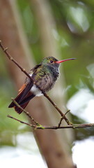 Rufous-tailed hummingbird (Amazilia Tzatcl) perched on a twig in Mindo, Ecuador