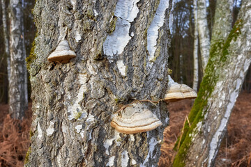 Polypores growing on a birch trunk, selective focus.