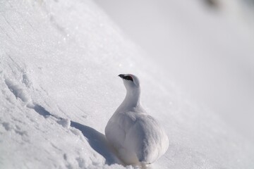 a Rock Ptarmigan, lagopus muta,  male on the snow capped alps at a sunny winter day