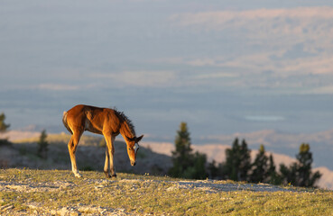Wild Horse Foal in the Pryor Mountains Montana in Summer