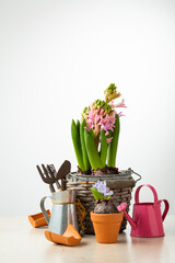 Spring concept garden tool and  hyacinthus flowers in pot