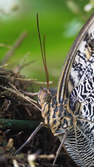 Close up of the head of an owl butterfly in Mindo, Ecuador