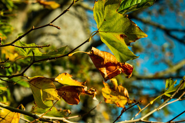 Autumn colors